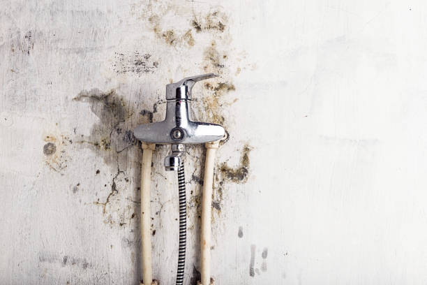 Best Emergency Mold Removal  in Lewisville, WA