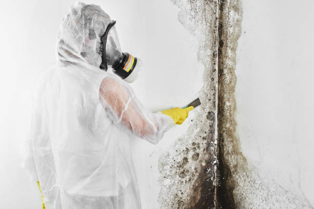 Mold Removal Process in Lewisville, WA