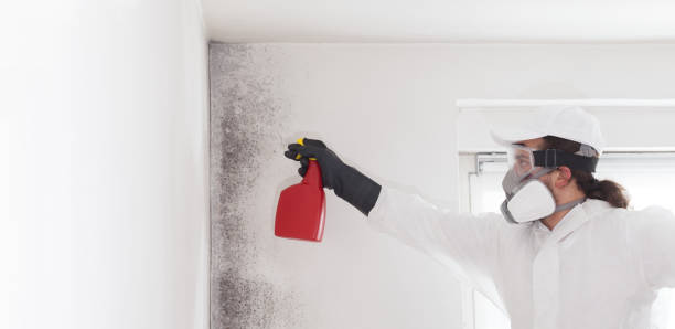 Best Affordable Mold Removal  in Lewisville, WA